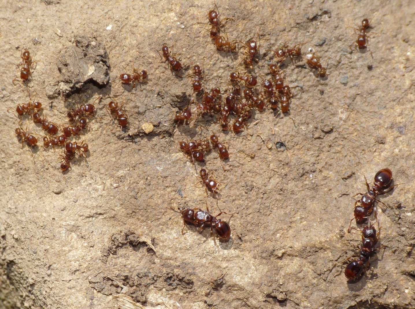 Tetramorium cfr semilaeve: foto di famiglia